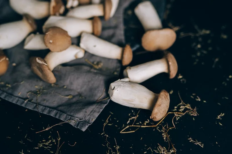 새송이버섯 효능