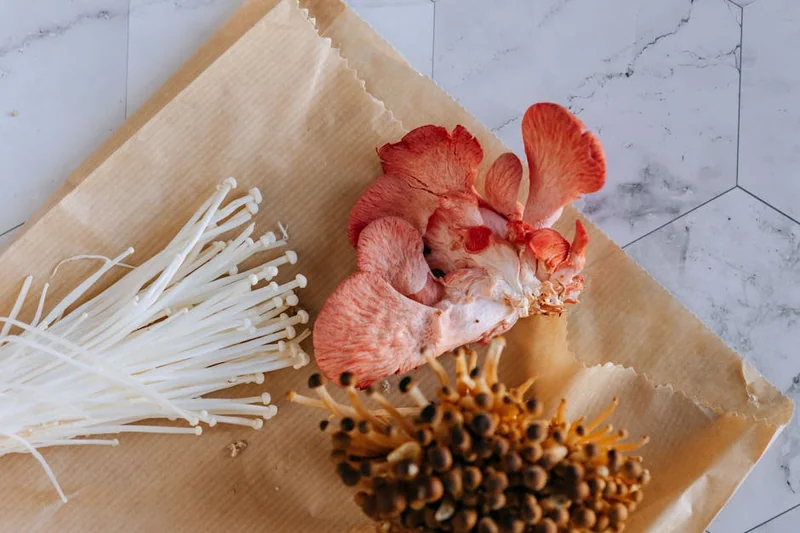 새송이버섯 효능