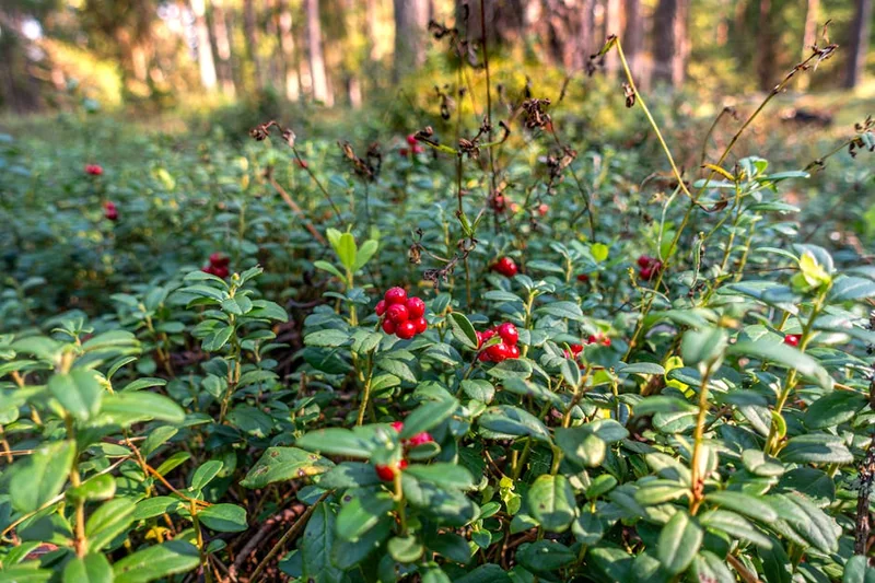 아사이베리 효능