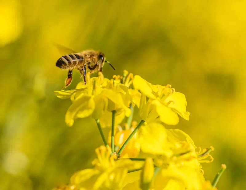 프로폴리스 효능